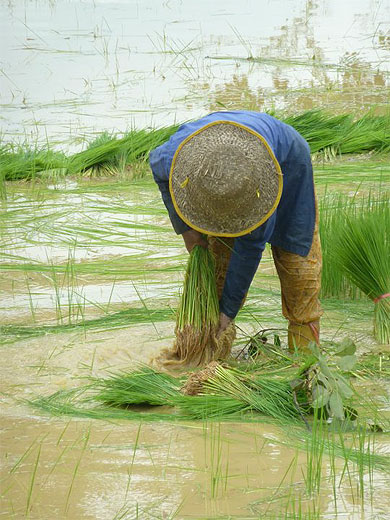 La campagne autour de Battambang