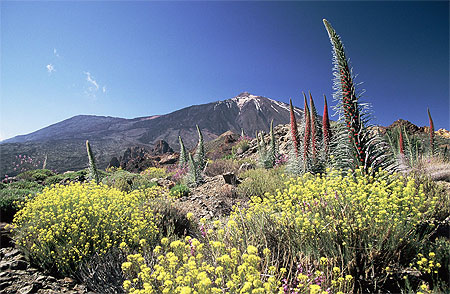 Vipérines rouges du parc du Teide