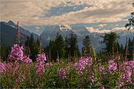 Epilobes devant le mont Robson