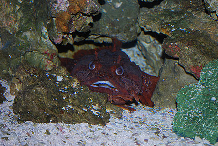Aquarium du Mote Marine