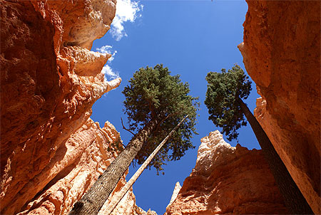 Conifères de Bryce NP