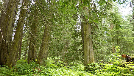 Thuya millénaires de l'Ancient Forest