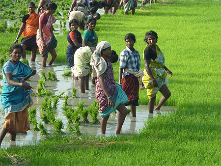 Rizière entre le Tamil Nadu et le Kérala