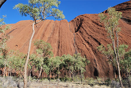 Uluru et les Eucalyptus