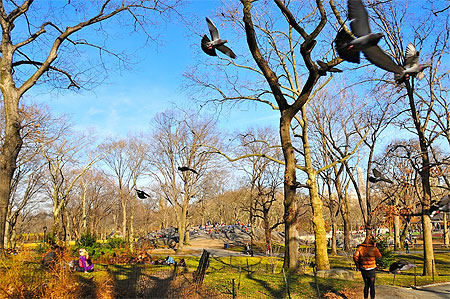 Central Park