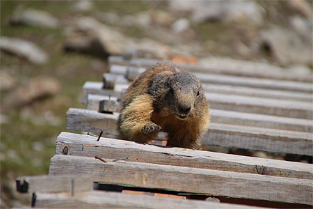 Marmotte