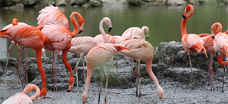 Flamands Roses