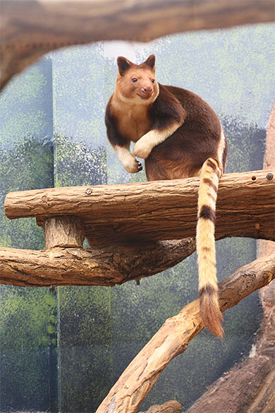 Kangourou Arboricole