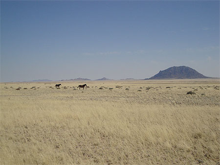 Chevaux sauvages