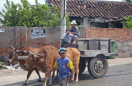 Char à boeufs au village de pècheurs