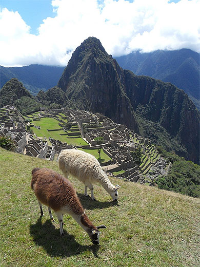 Lamas au Machu
