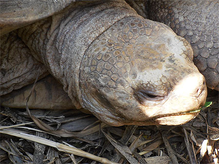 Tortue
