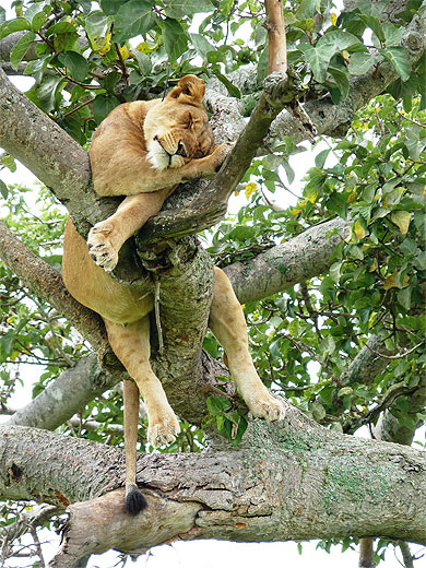L'heure de la sieste pour un lion perché