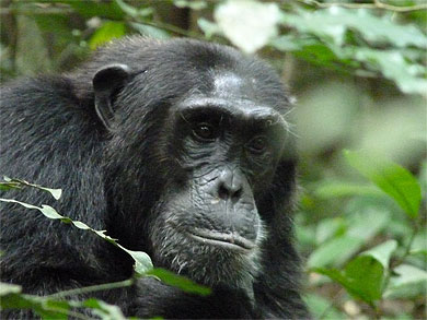 Chimpanzé pensif