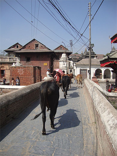 Vaches sacrées