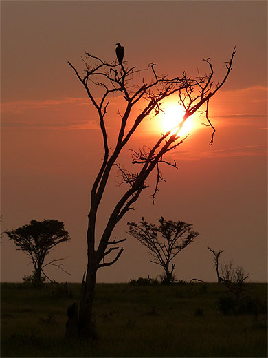 Coucher de soleil sur les plaines d'Ishasha