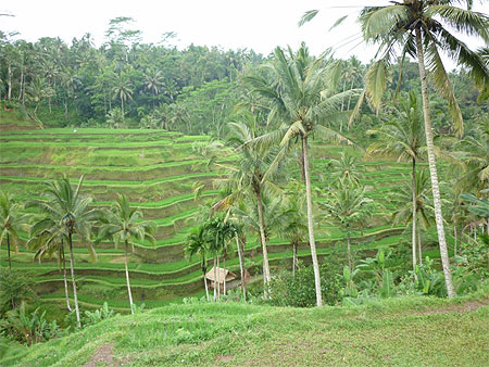 Rizière Ubud Bali