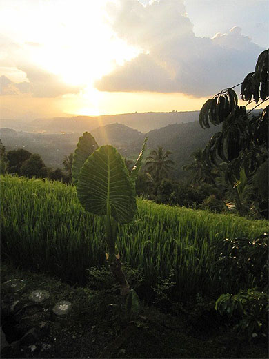 Coucher de soleil à Munduk