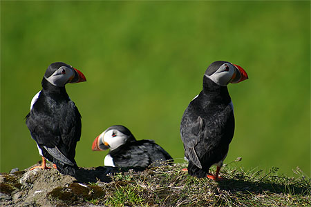 Le macareux - Symbole de l'Islande