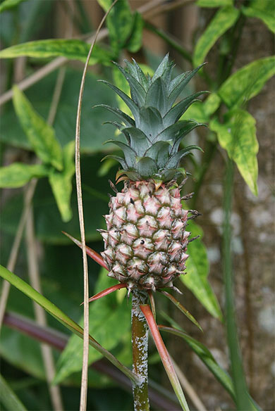 Ananas