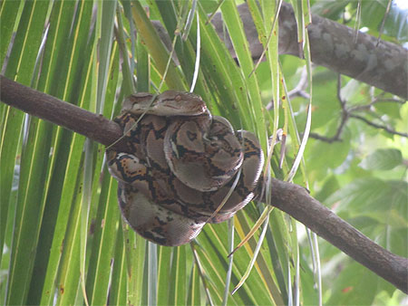 Python !
