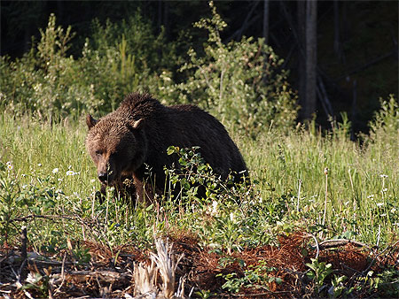 Jeune Grizzly