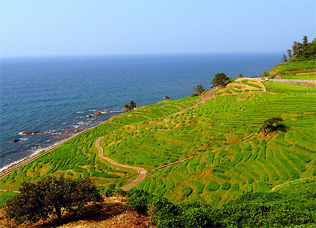 Rizières de Noto