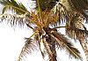 Cocotier sur la plage