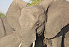 Eléphants dans le parc de Chobe