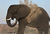Eléphant