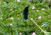 Colibri Sainte Lucie
