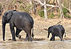 Eléphants