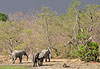 Eléphants
