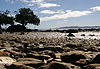 Mangrove et cailloux