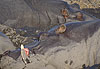 La sieste des hippopotames