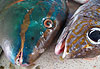 Etal de poissons