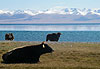 Lac song kol