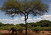 Eléphant en charge