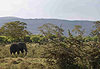Eléphant en forêt