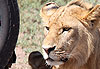 Jeune lion