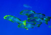 Faune aquatique
