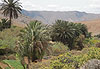 Oasis 