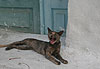 Chat