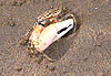 Crabe violonniste