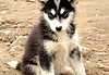 Bébé chien