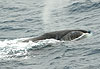 Baleine Franche