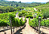 La vallée des vins à Sonoma