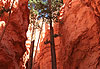 Bryce canyon national park, Utah