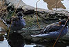 Les oiseaux de l'aquarium de Monterey