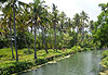 Rivière et Cocotiers